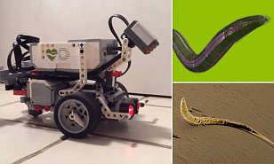 Are we on the brink of creating artificial life?
Scientists digitise the brain of a WORM and
place it inside a robot
