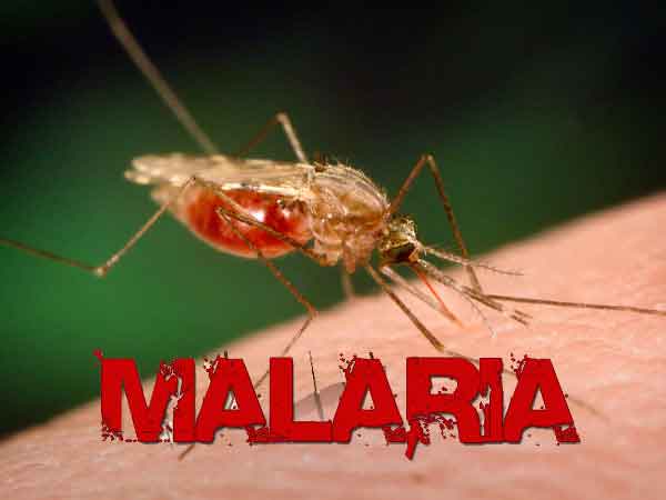 Malaria Vaccine Imminent -Researchers