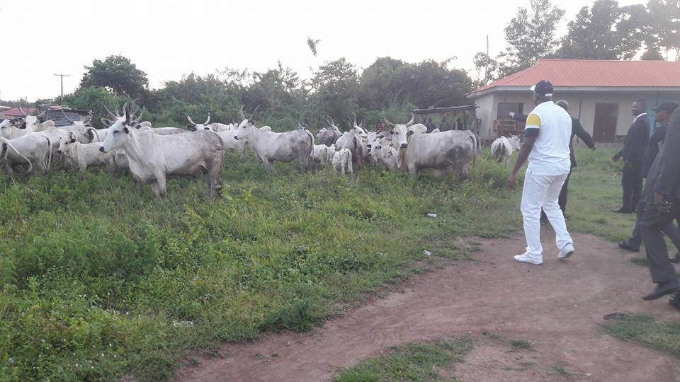 Governor Fayose Personally Supervises The Arrest Of “Trespassing ” Cows In Ekiti (Photos)