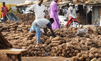 Nigerian man discovers drugs inside tubers of yam to be delivered abroad [VIDEO]