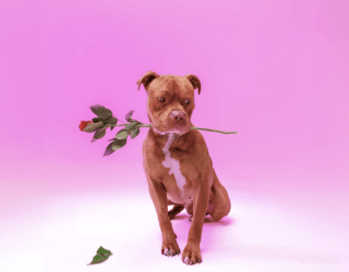 DOWNLOAD Zee Nxumalo – Ngisakuthanda mp3