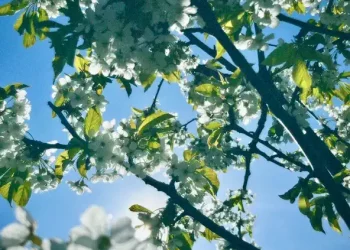 DOWNLOAD Txmy & Freya Ridings – Ethereal mp3