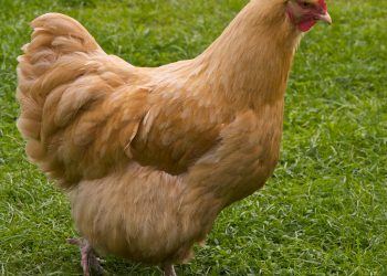 Buff Orpington Chicken – Rooster, Egg laying, Temperament, Life expectancy