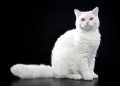 Selkirk Rex – Kitten Sale Price, Lifespan, Care & Characteristics