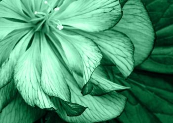 Healing music of love frequency 528Hz (1288586) Healing Music Lab